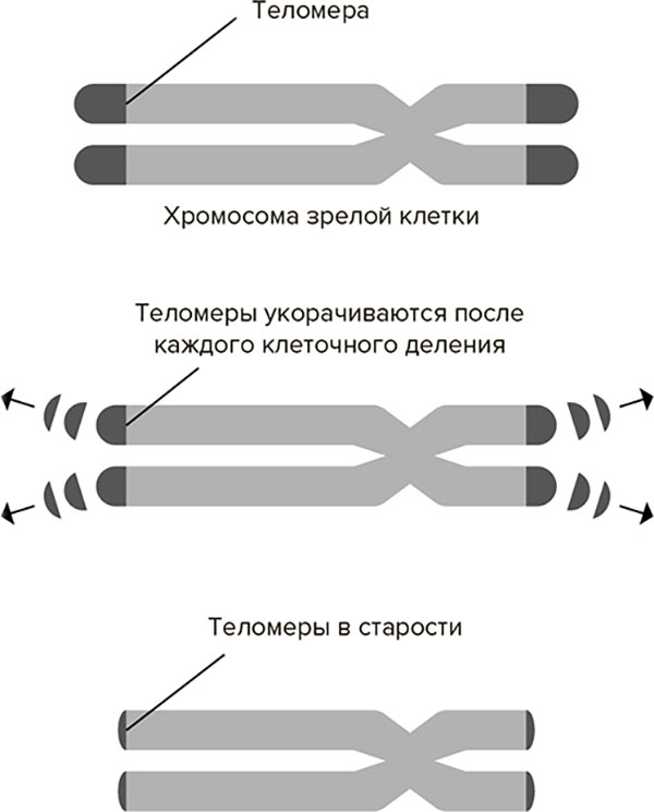 Молодость навсегда. Как замедлить процессы старения и сохранить здоровье