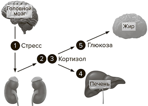 Молодость навсегда. Как замедлить процессы старения и сохранить здоровье