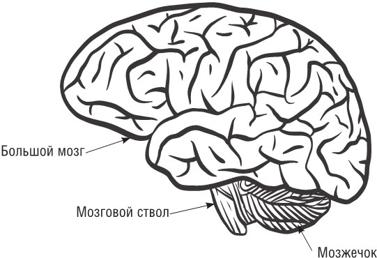 Почини свой мозг. Программа восстановления нейрофункций после инсульта и других серьезных заболеваний