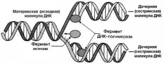 Генетика на пальцах