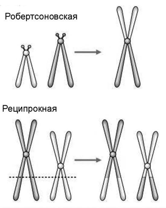 Генетика на пальцах