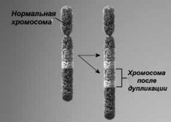 Генетика на пальцах