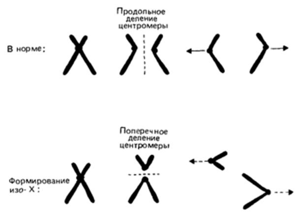 Генетика на пальцах