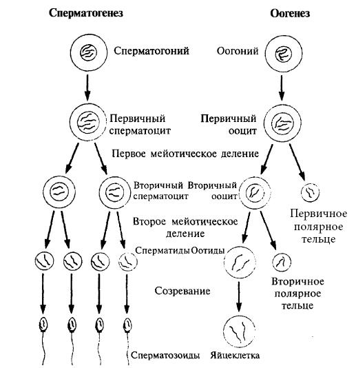 Генетика на пальцах