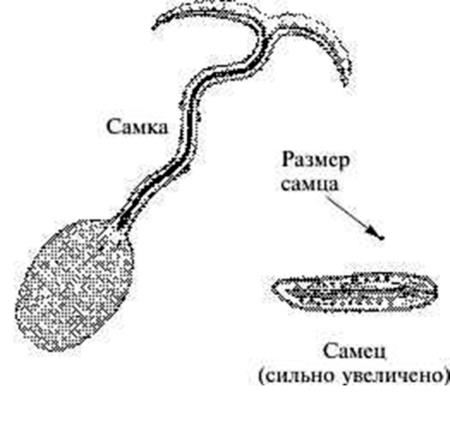 Генетика на пальцах