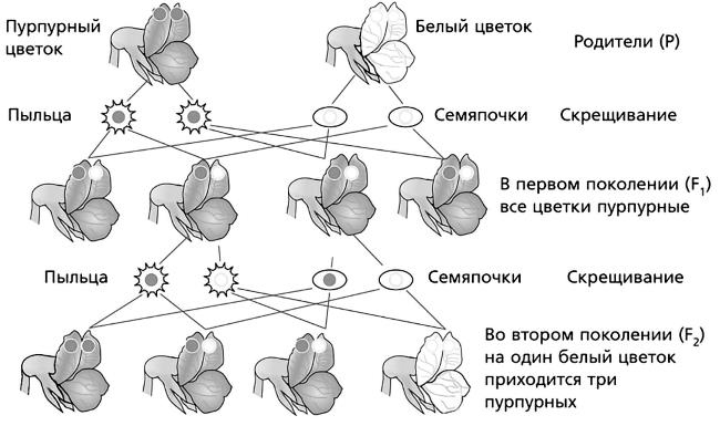 Генетика на пальцах