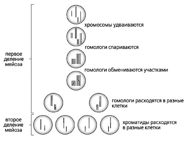 Генетика на пальцах