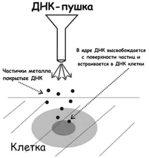 Генетика на пальцах