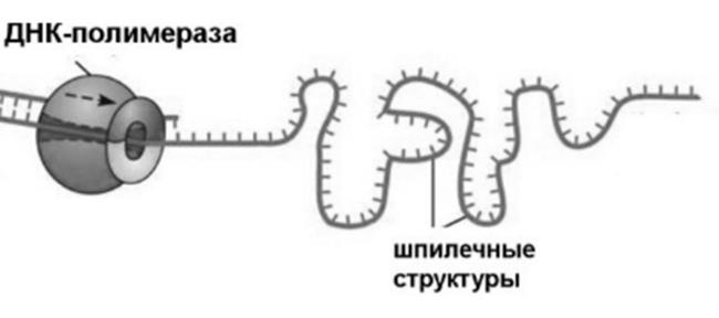 Генетика на пальцах