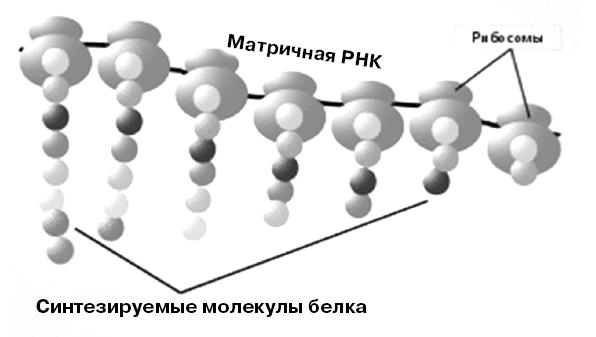 Генетика на пальцах