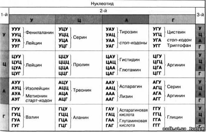 Генетика на пальцах