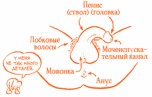 Парням о важном. Все, что ты хотел знать о взрослении, изменениях тела, отношениях и многом другом