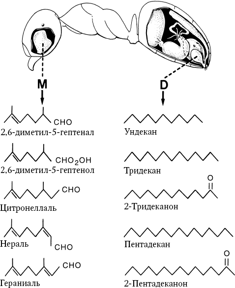 Путешествие к муравьям