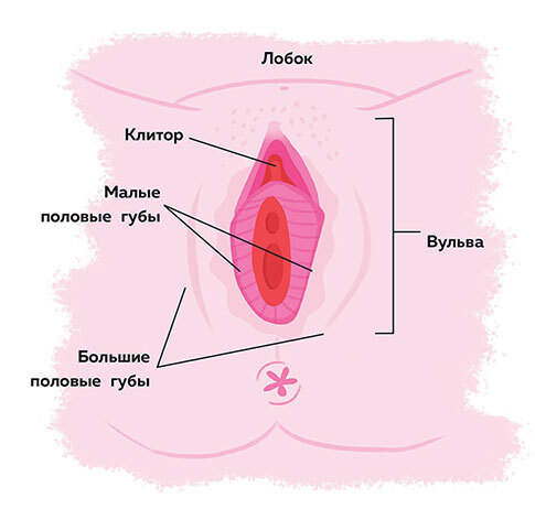 Как устроены девочки. Об изменениях фигуры, внешности, перепадах настроения, а также о гигиене и питании