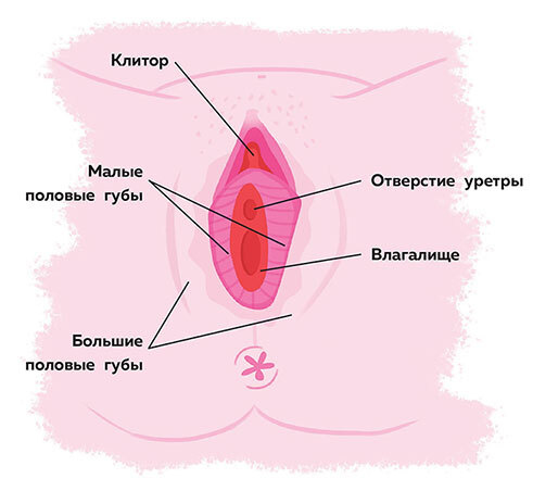 Как устроены девочки. Об изменениях фигуры, внешности, перепадах настроения, а также о гигиене и питании