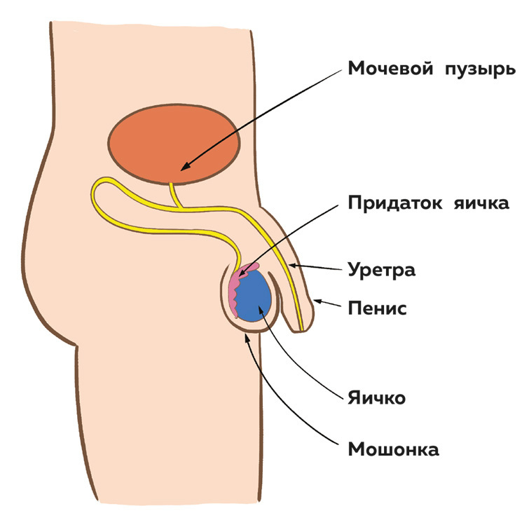 Как устроены мальчики. О переменах в росте, весе, голосе, а также о гигиене и питании