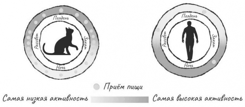 На одном языке с кошкой