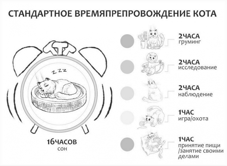 На одном языке с кошкой