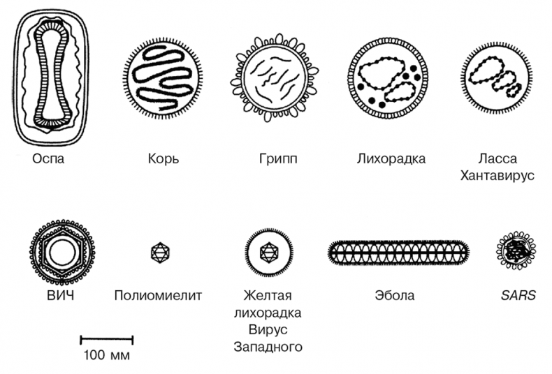 Вирусы и эпидемии в истории мира. Прошлое, настоящее и будущее