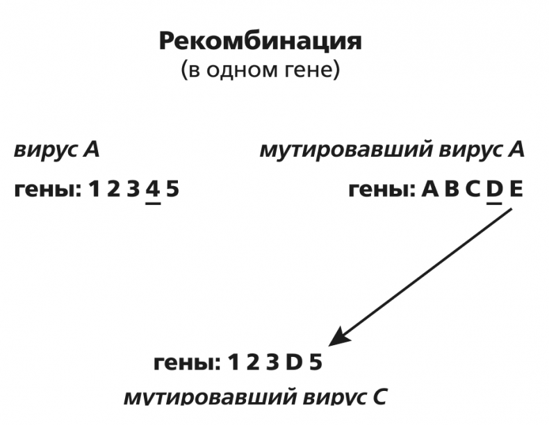 Вирусы и эпидемии в истории мира. Прошлое, настоящее и будущее