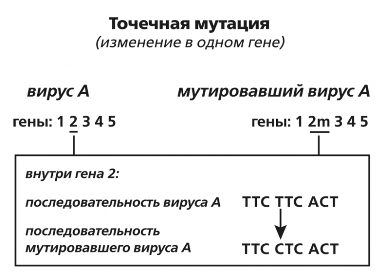 Вирусы и эпидемии в истории мира. Прошлое, настоящее и будущее