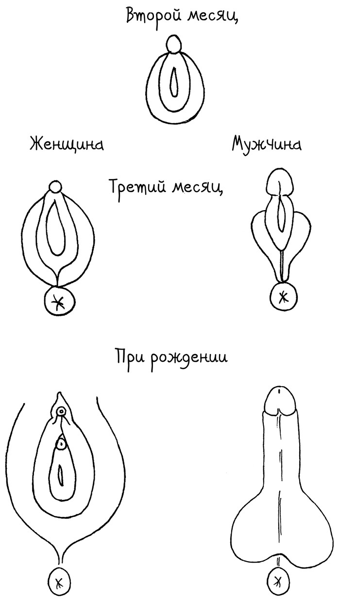 Сила цикла. Как использовать непостоянство гормонов, чтобы жить на полную