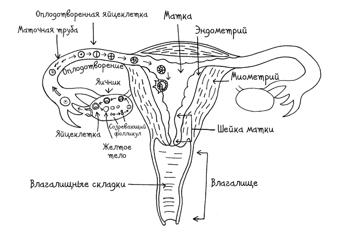 Сила цикла. Как использовать непостоянство гормонов, чтобы жить на полную