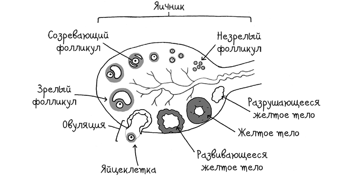 Сила цикла. Как использовать непостоянство гормонов, чтобы жить на полную