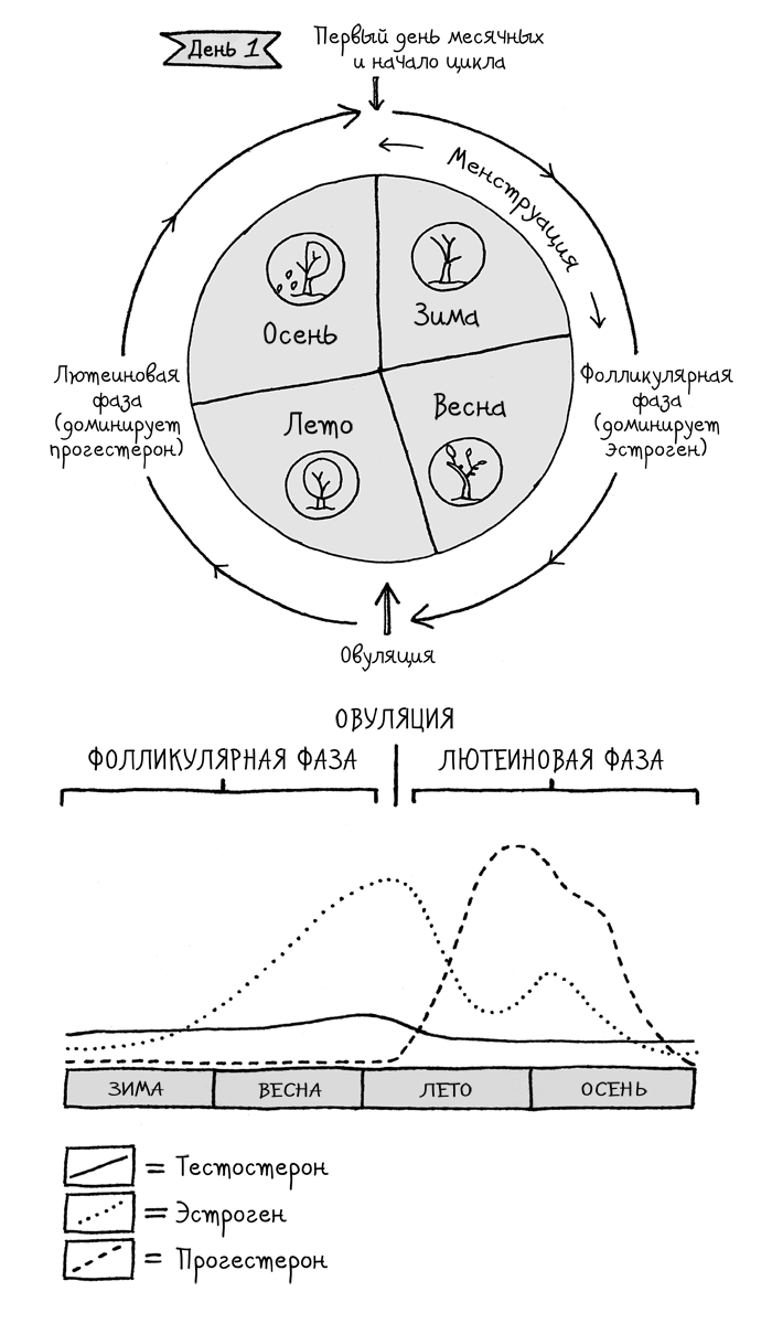 Сила цикла. Как использовать непостоянство гормонов, чтобы жить на полную