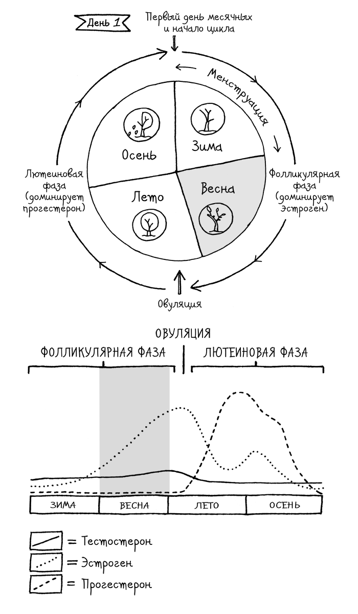 Сила цикла. Как использовать непостоянство гормонов, чтобы жить на полную