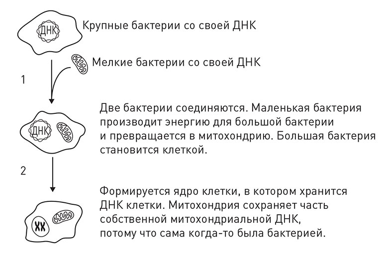 Кодекс долголетия. Что заставляет нас стареть, зачем это нужно и как «обмануть» эволюцию: пошаговое руководство