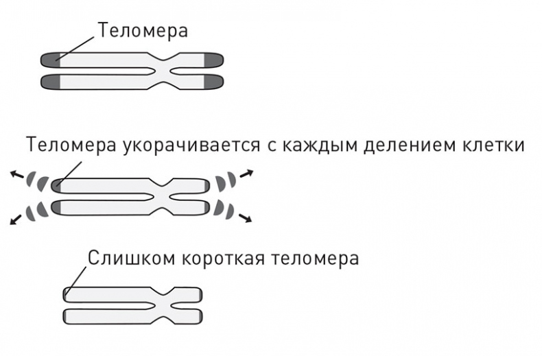 Кодекс долголетия. Что заставляет нас стареть, зачем это нужно и как «обмануть» эволюцию: пошаговое руководство