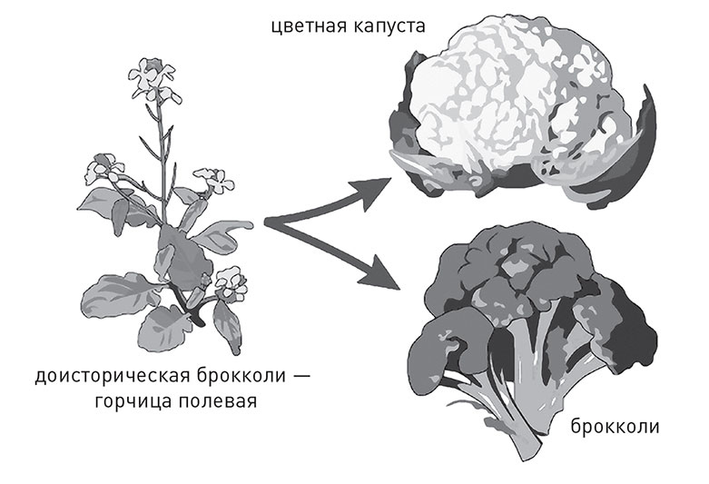 Кодекс долголетия. Что заставляет нас стареть, зачем это нужно и как «обмануть» эволюцию: пошаговое руководство