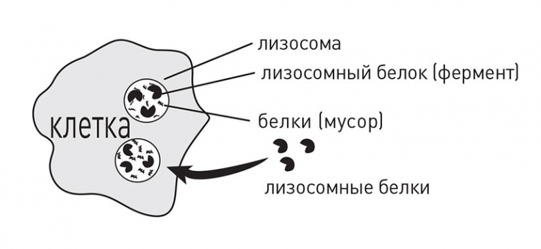 Кодекс долголетия. Что заставляет нас стареть, зачем это нужно и как «обмануть» эволюцию: пошаговое руководство