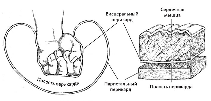 Пламенный насос. Естественная история сердца