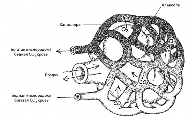 Пламенный насос. Естественная история сердца