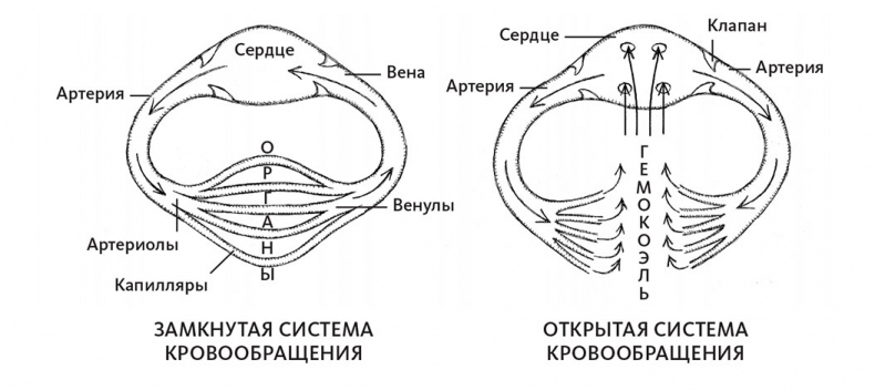 Пламенный насос. Естественная история сердца