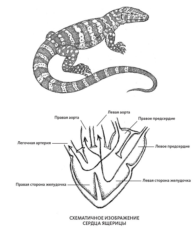 Пламенный насос. Естественная история сердца