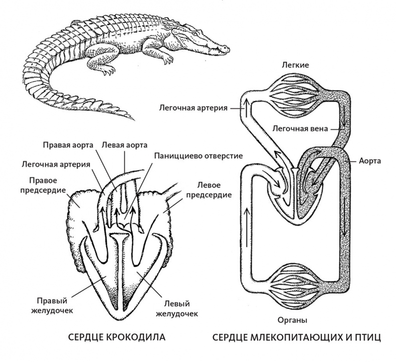 Пламенный насос. Естественная история сердца