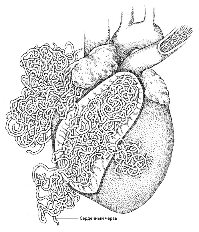 Пламенный насос. Естественная история сердца