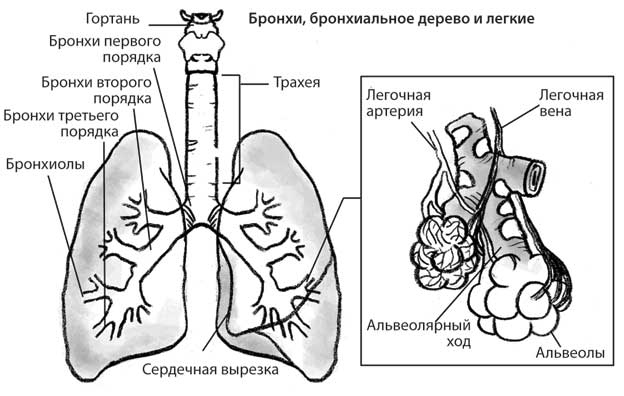 Лечебное дыхание. Новые методики оздоровления по системе доктора Бутейко