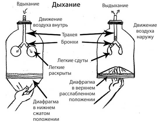 Лечебное дыхание. Новые методики оздоровления по системе доктора Бутейко