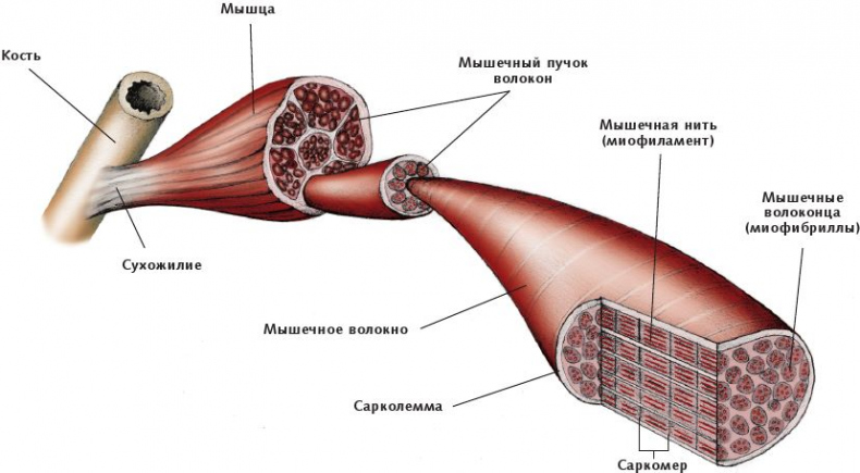 Анатомия стретчинга