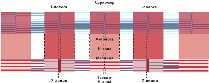 Анатомия стретчинга