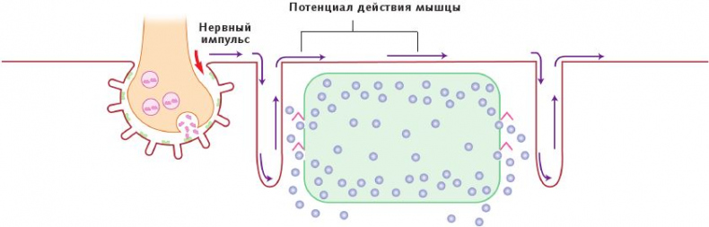 Анатомия стретчинга