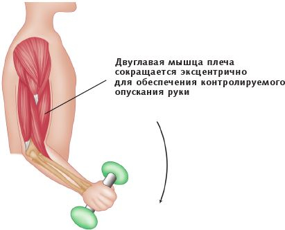 Анатомия стретчинга