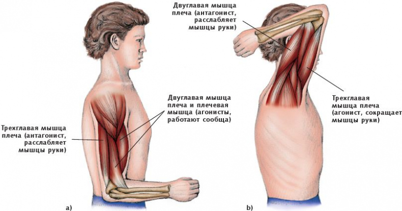 Анатомия стретчинга