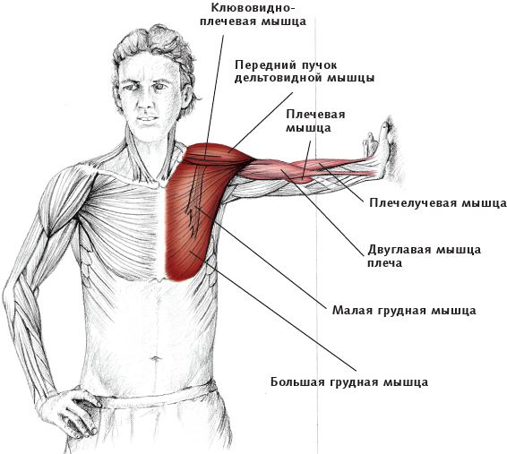 Анатомия стретчинга