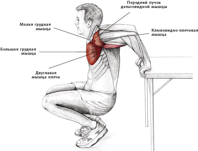 Анатомия стретчинга