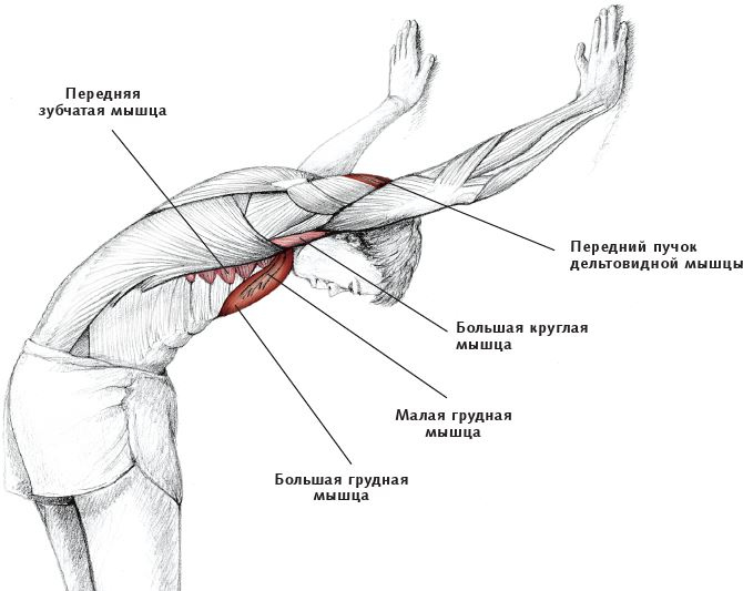 Анатомия стретчинга